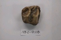 藏品(貘化石)的圖片